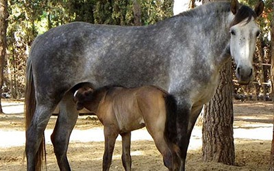 Alimentación de la yegua en lactación y del potro antes del destete