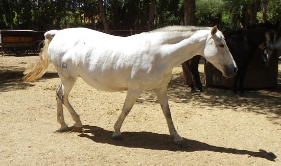 Yegua torda gestante