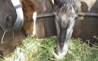 La vitamina E en los forrajes