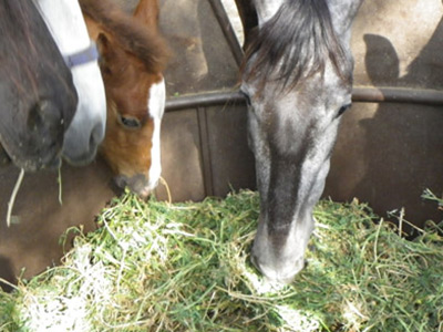 caballos y potros comiendo alfalfa