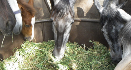Caballos comiendo alfalfa seca