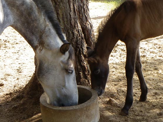 yegua-y-potrillo Alimentación de la yegua en lactación y del potro antes del destete.
