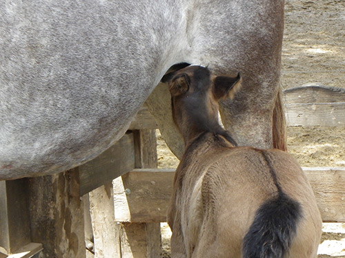 Potrillo mamando