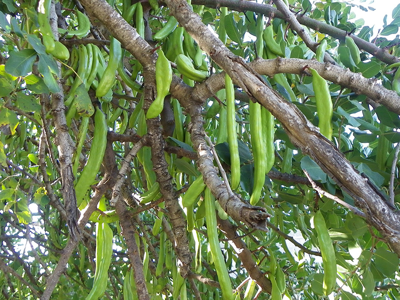 algarrobas verdes en el árbol