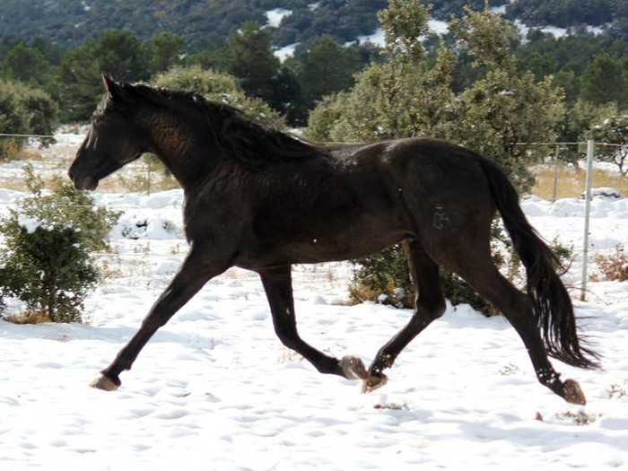Caballo negro sobre paisaje nevado.