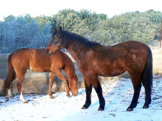 Caballos en invierno con nieve.