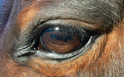 La Vitamina A en los caballos