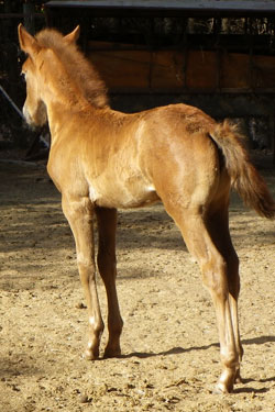 potrillo alazan potrillo alazan