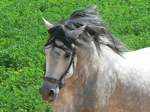 El caballo en primavera