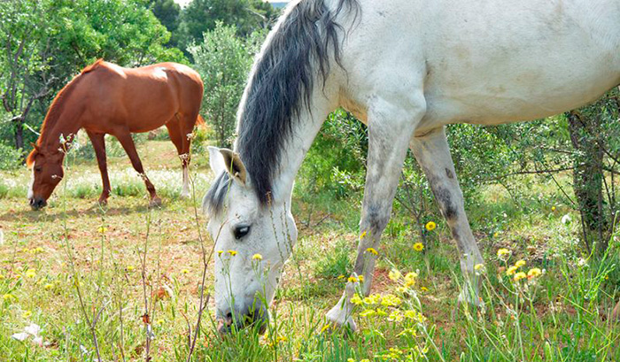 Caballos pastando en libertad