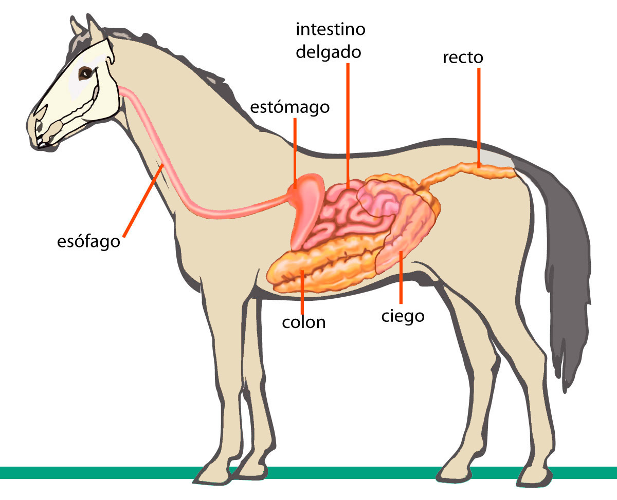 Sistema digestivo del caballo