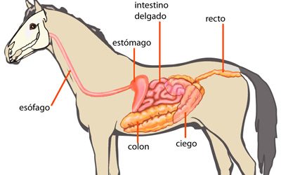 Conocer el sistema digestivo de los caballos para alimentarlos mejor