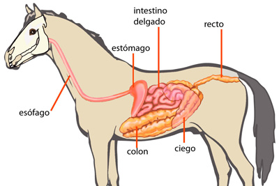 Conocer el sistema digestivo de los caballos para alimentarlos mejor