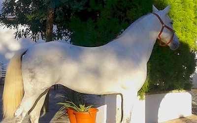 ¿Cómo recuperar la salud de un caballo demacrado?