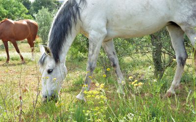 Alimentación de los caballos en primavera