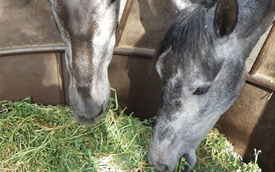 Alimentación del caballo: ¿Cuánto pienso y forraje le doy?