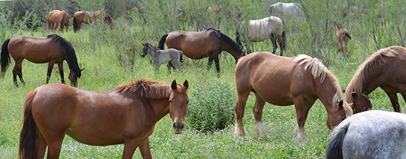 caballos-pastando