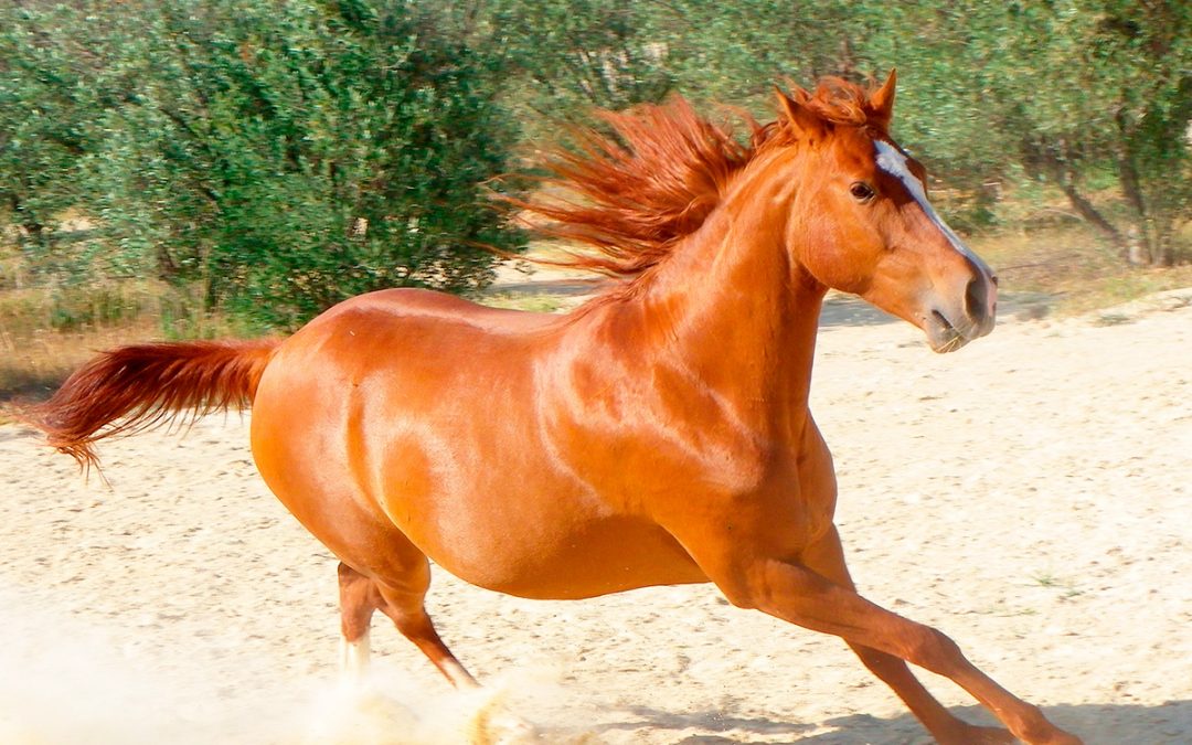 Cuidados del caballo durante una ola de calor