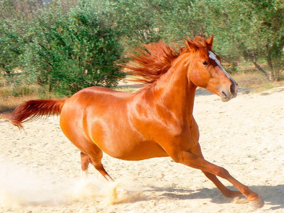 Yegua galopando al sol