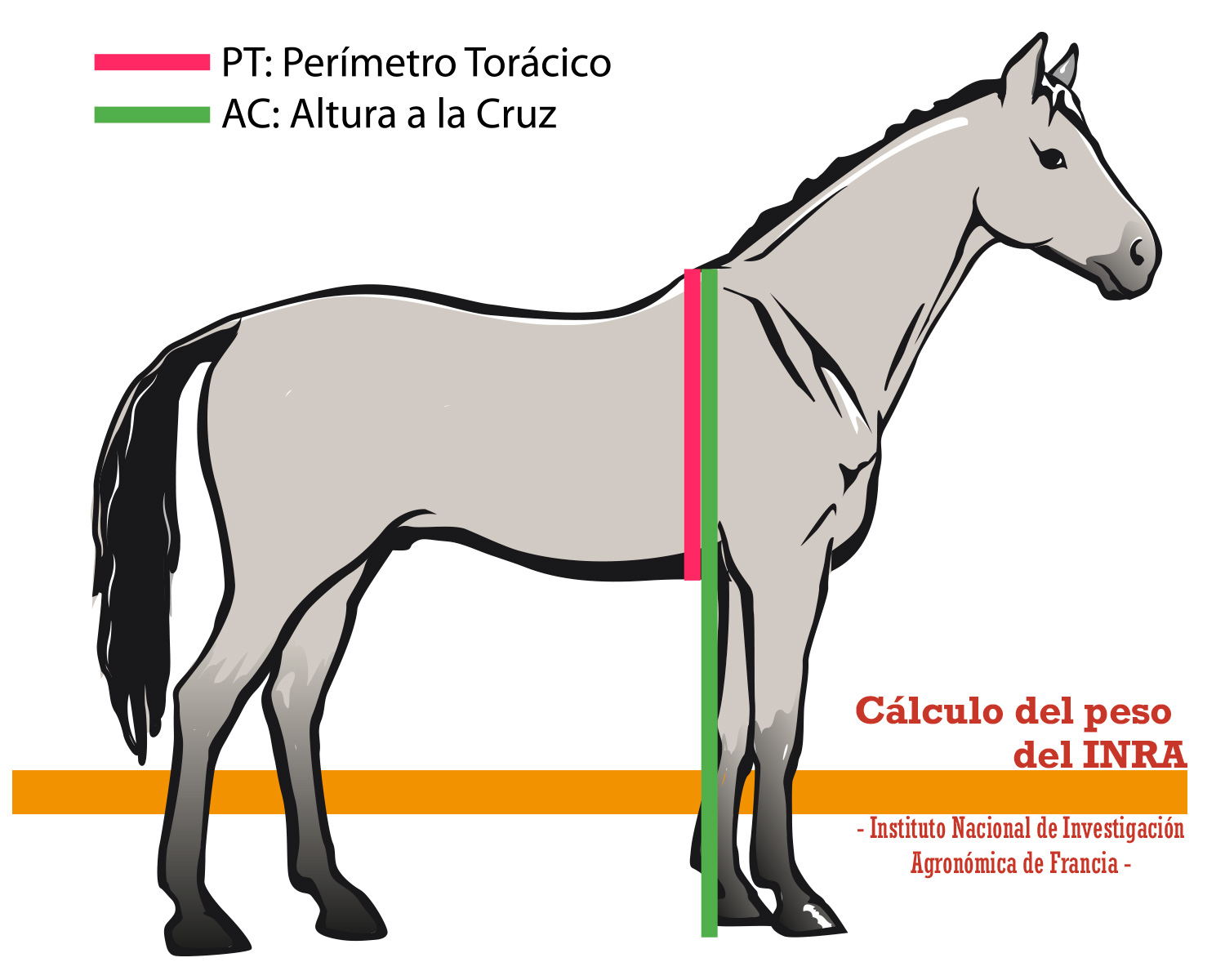 Imagen del cálculo del peso del caballo según el INRA