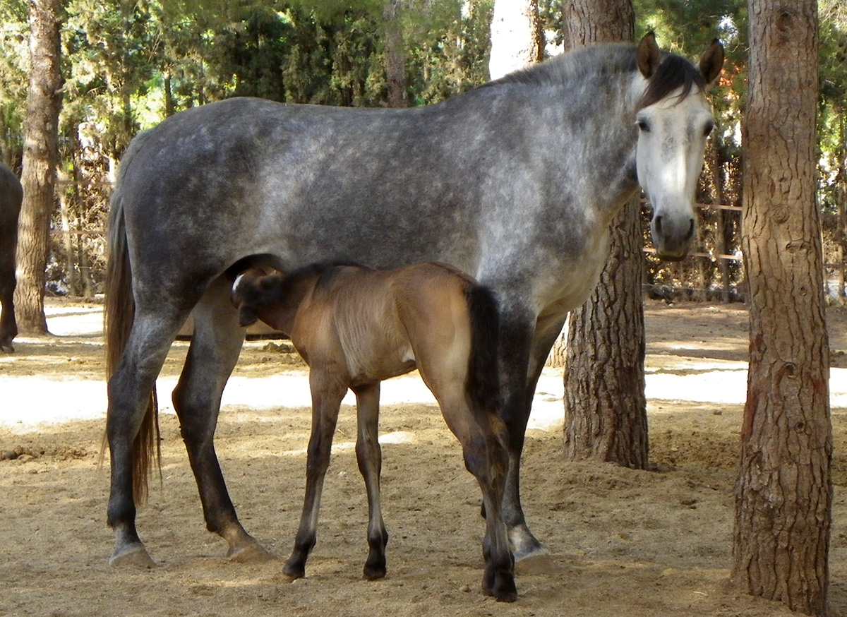 yegua amamantando al potrillo