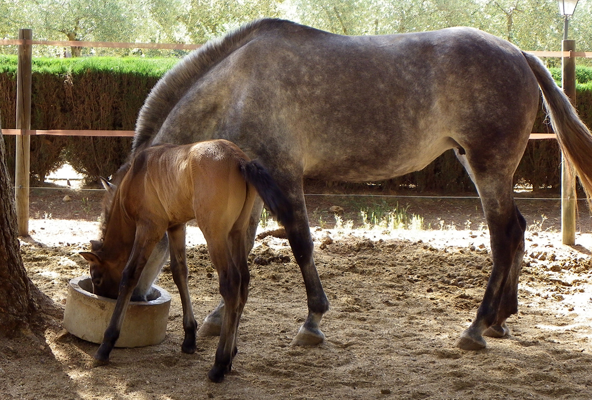 Yegua y potrillo comiendo