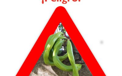 Algarroba verde: ¡peligro!