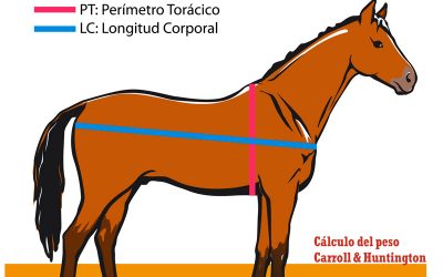 El peso del caballo. Cómo calcularlo