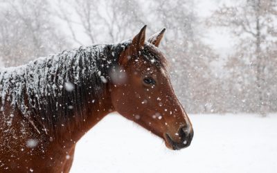 La alimentación del caballo en otoño e invierno