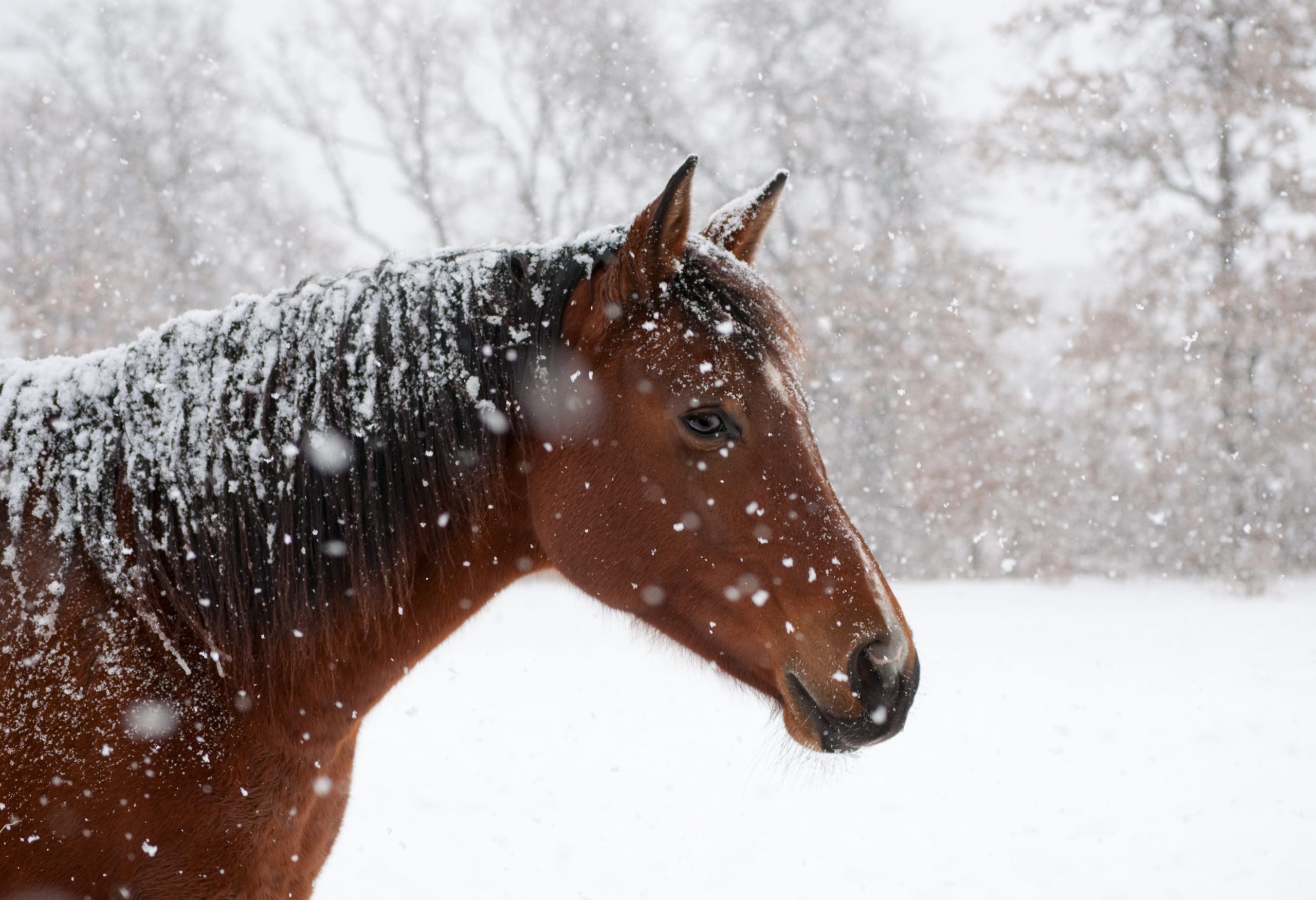 Caballo castaño viendo nevar.