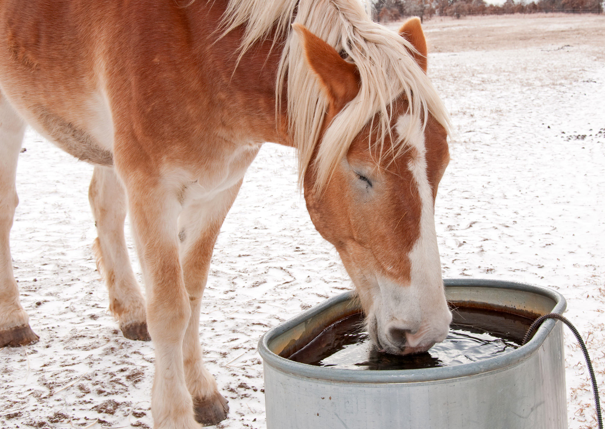 Caballo en invierno bebiendo agua a la temperatura adecuada