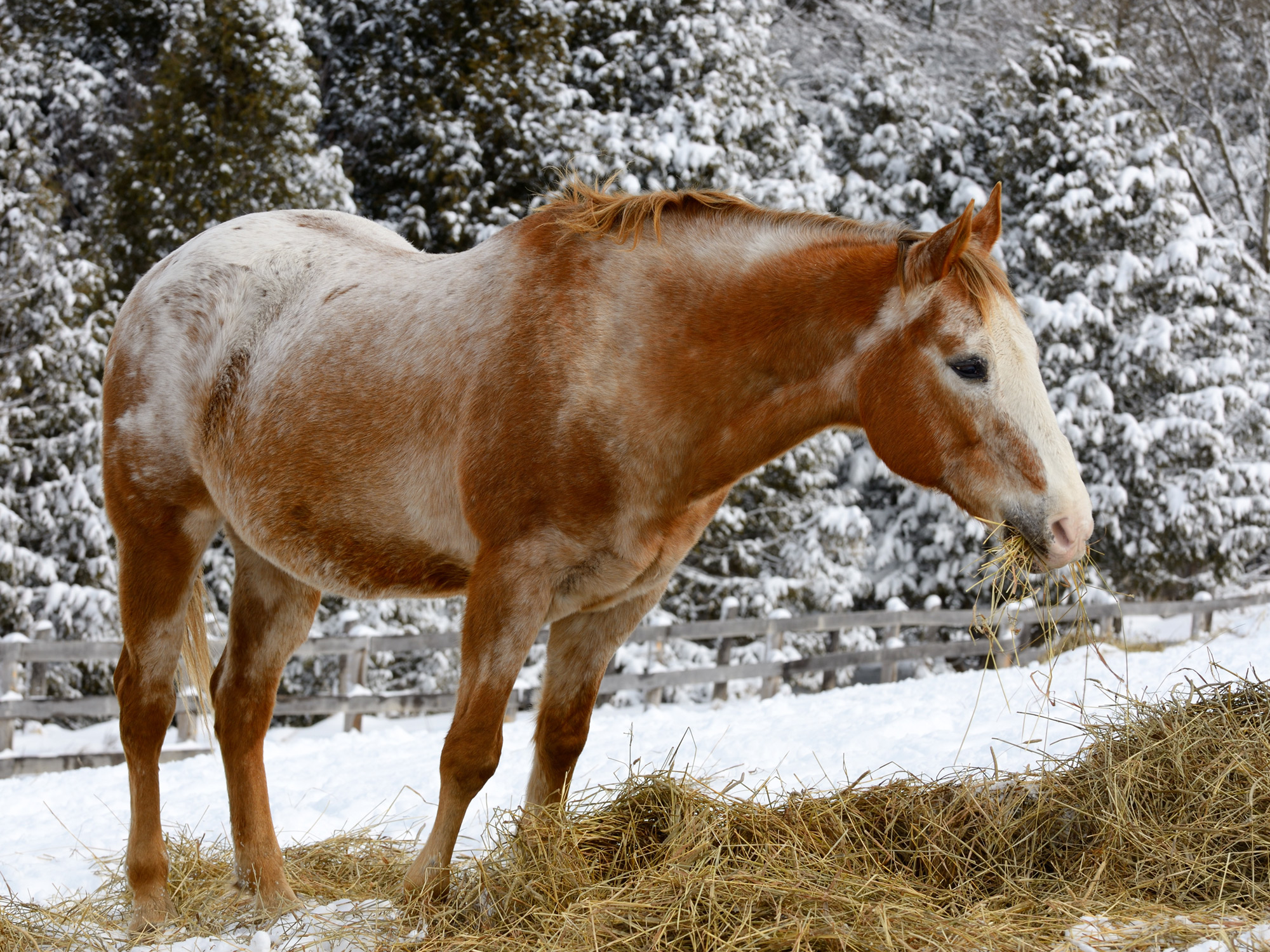 Caballo comiendo forraje en paisaje nevado.