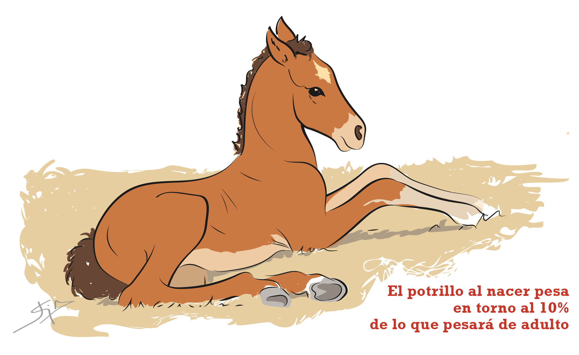 Ilustración de potrillo.