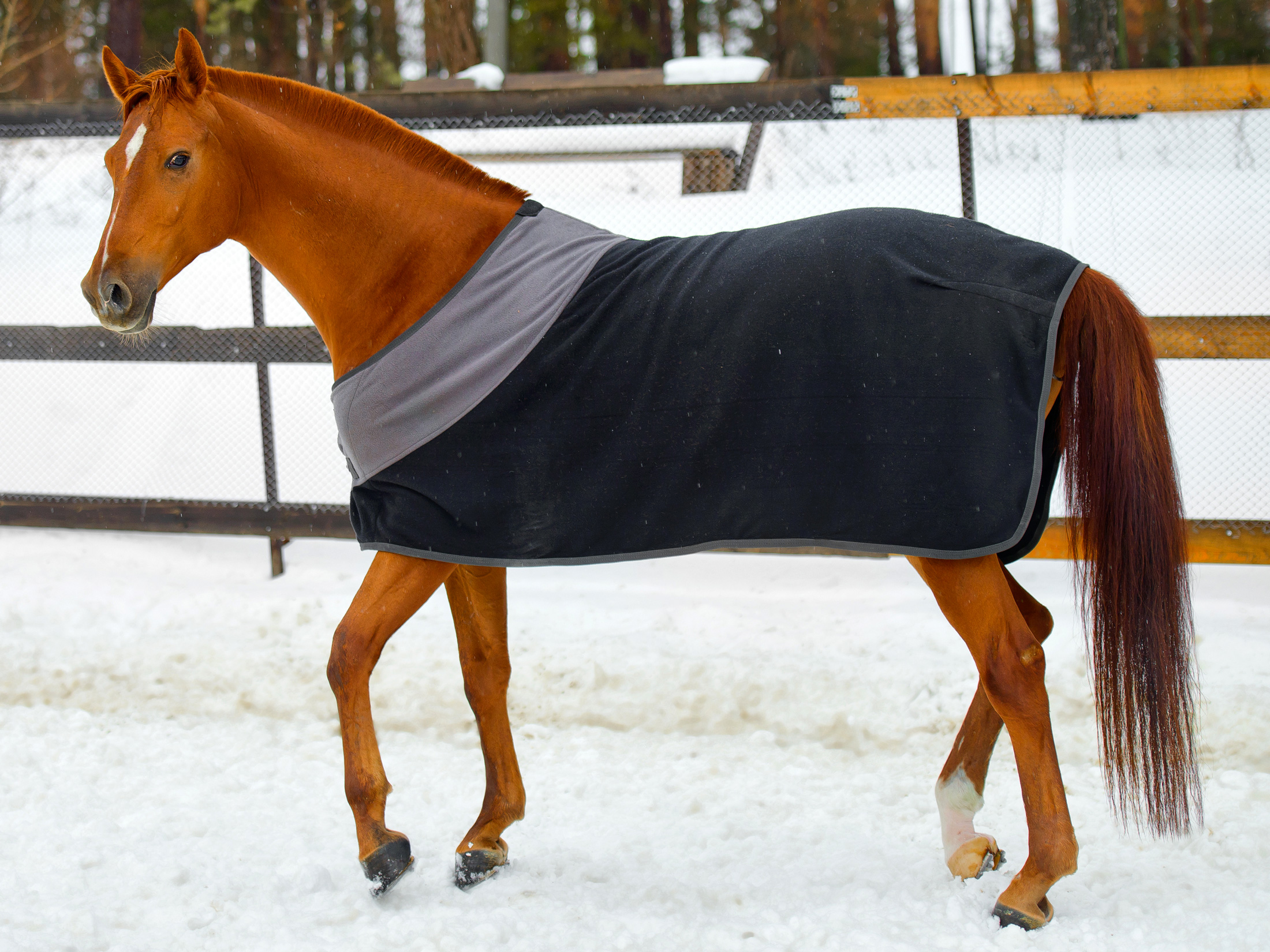 Caballo alazán con manta en fondo nevado.