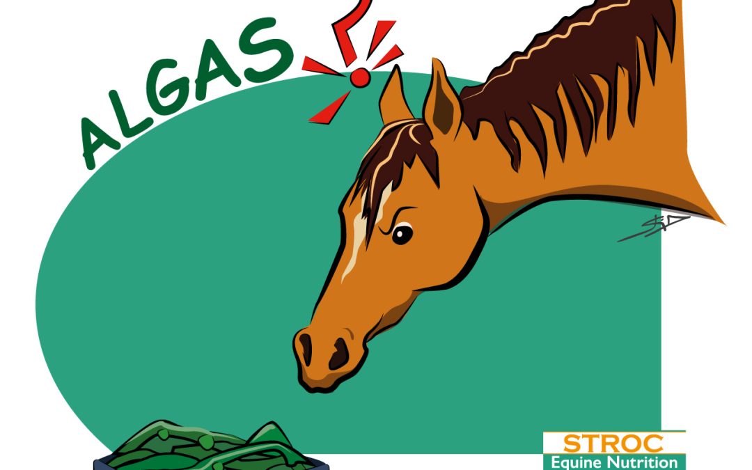 ¿Por qué microalgas y no algas en la nutrición del caballo?