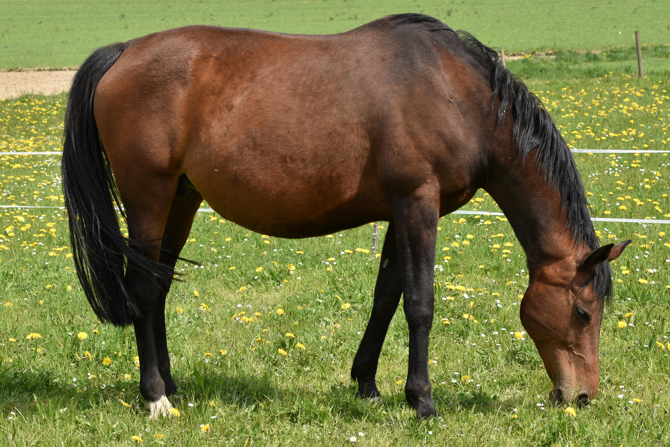 Yegua castaña preñada pastando.