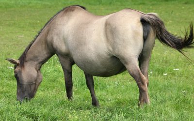 Alimentación de la yegua en gestación (y del potro antes de nacer)