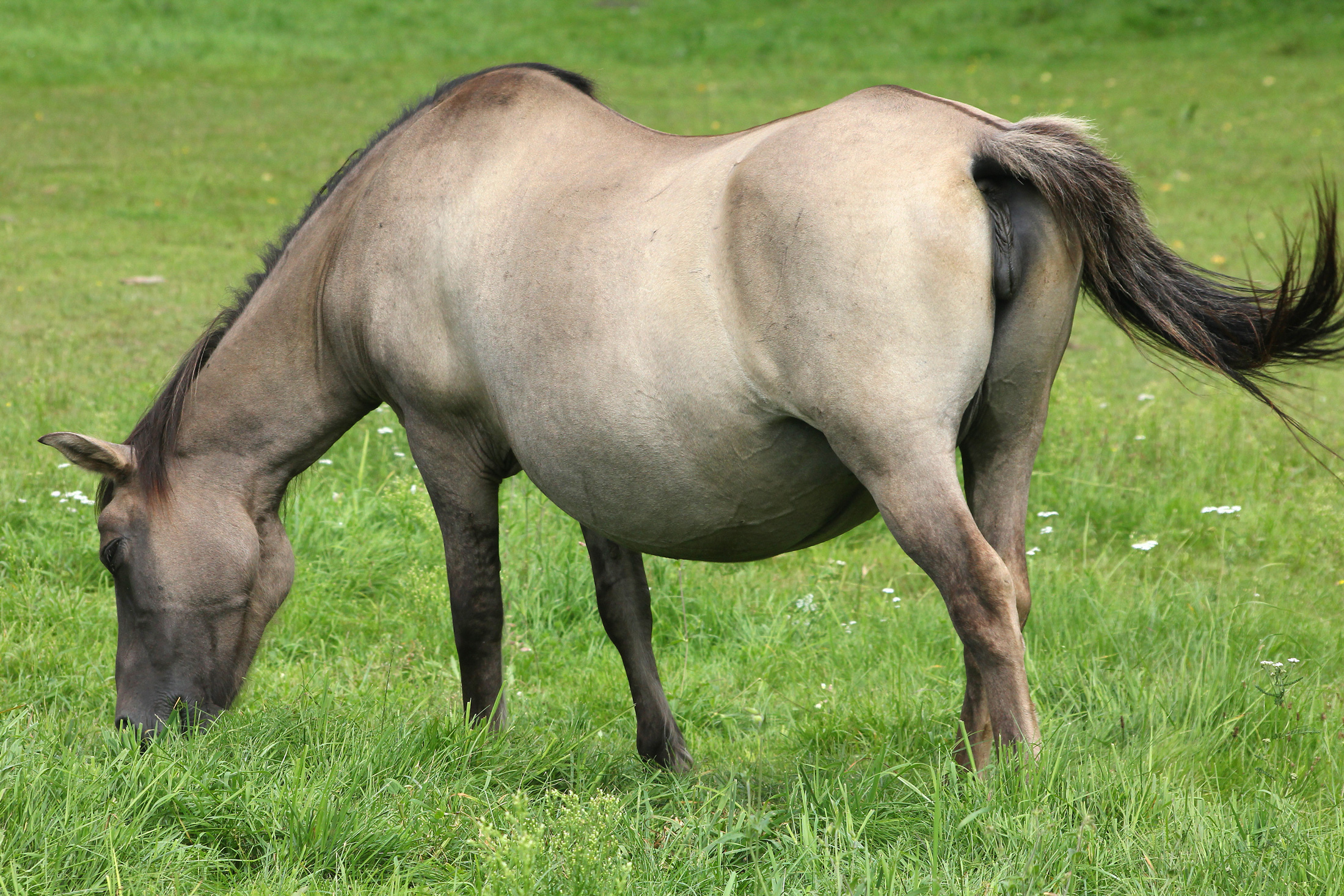 Yegua gestante pastando en un prado.