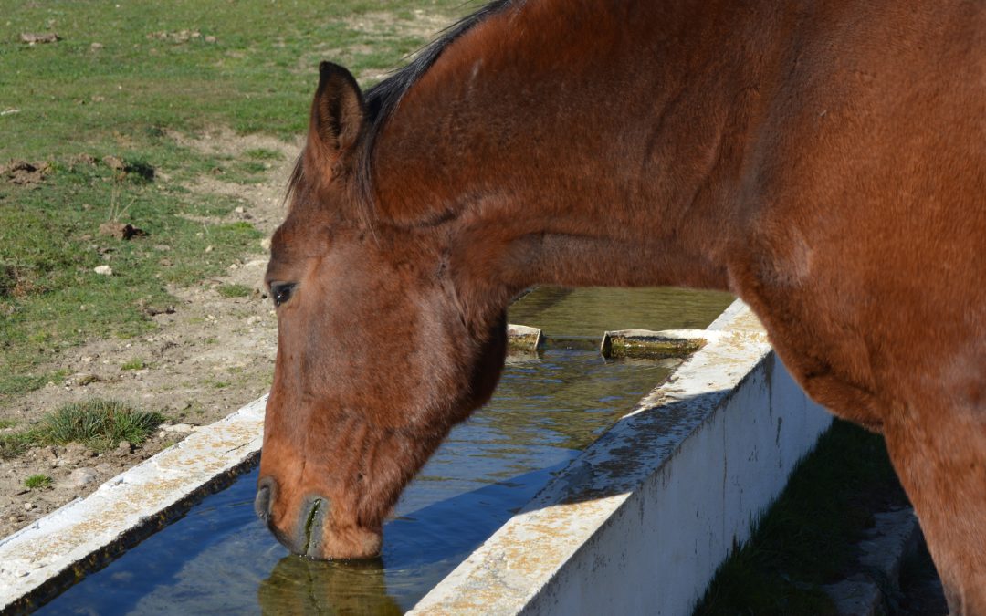 La importancia del agua en los caballos