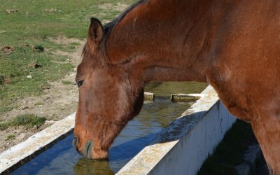 La importancia del agua en los caballos
