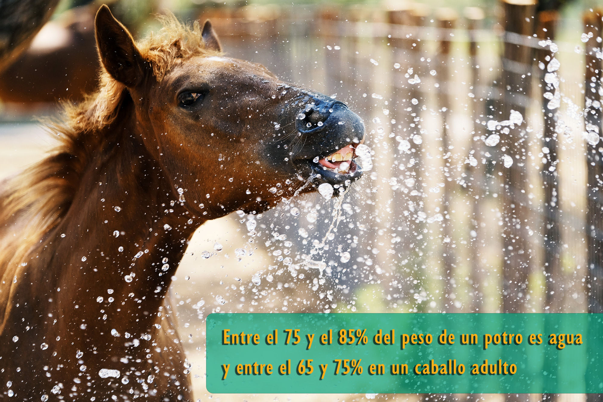 Potro jugando con agua. El caballo es agua.