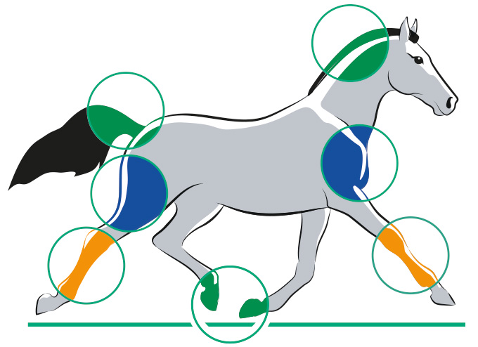 Green&Blue-STROC-Caballo