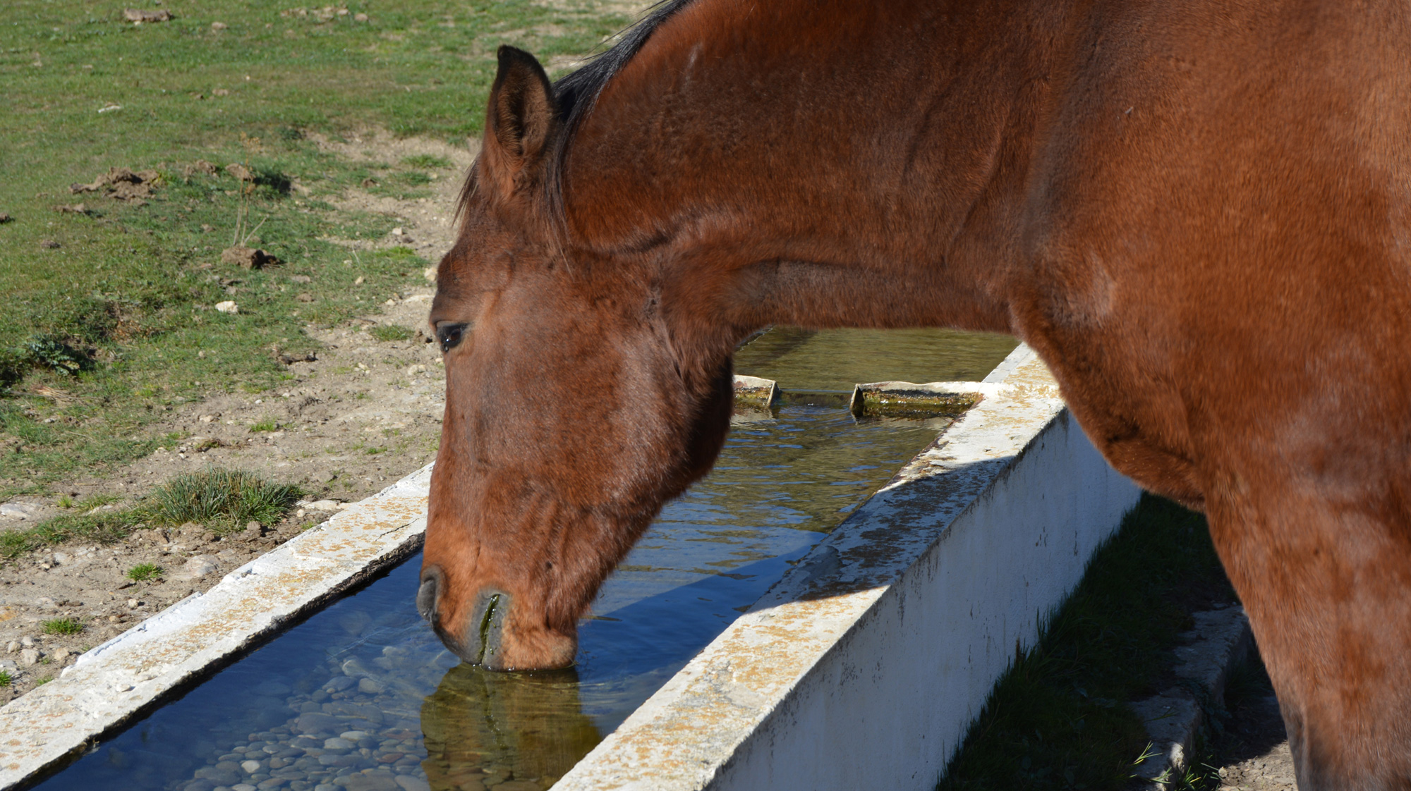 Caballo castaño bebiendo en abrevadero